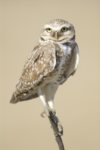 Kaninchenkauz (Athene cunicularia), lizenzfreies Stockfoto