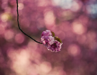 Im Frühling blühen leuchtende Blumen. - AURF02164