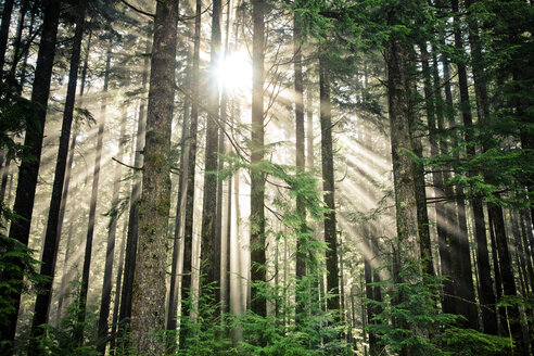 Sonnenstrahlen scheinen durch einen dichten Wald in British Columbia, Kanada. - AURF02170