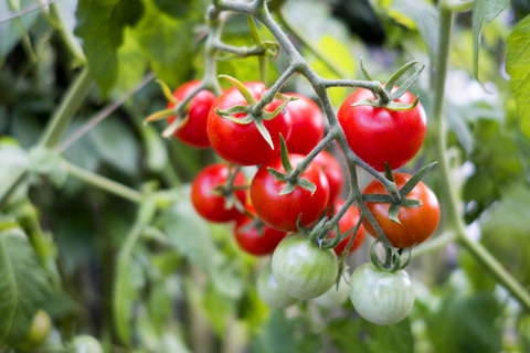 Bio-Tomatenpflanze, rote und grüne Tomaten, lizenzfreies Stockfoto