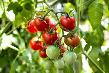 Bio-Tomatenpflanze, rote und grüne Tomaten - NDF00790