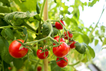 Bio-Tomatenpflanze, rote Tomaten - NDF00791