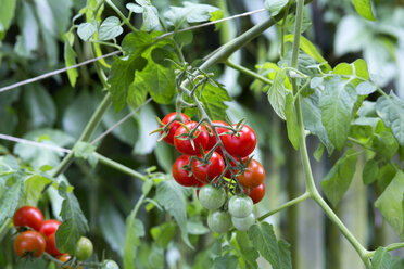 Bio-Tomatenpflanze, rote und grüne Tomaten - NDF00793