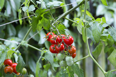 Organic tomato plant, red and green tomatoes - NDF00793