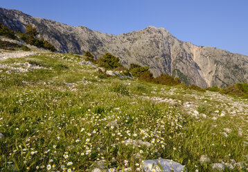 Albania, Ceraunian Mountains, Llogara Pass, flower meadow - SIEF07976