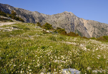 Albanien, Ceraunisches Gebirge, Llogara-Pass, Blumenwiese - SIEF07976