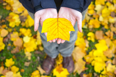 Hände einer Frau halten ein gelbes Blatt im Herbst - AURF02182
