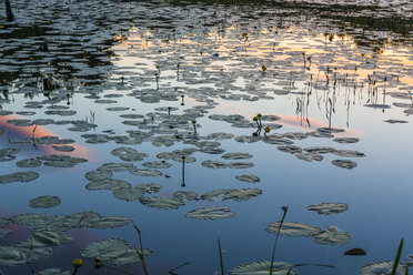 Gelbe Teichrosen, Nuphar lutea, füllen einen Biberteich in Epping, New Hampshire. - AURF02184