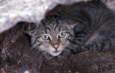 Wildkatze - Porträt Felis silvestris - AURF02200