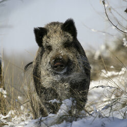 Wild boar, pig, wild boar (Sus scrofa) - AURF02201