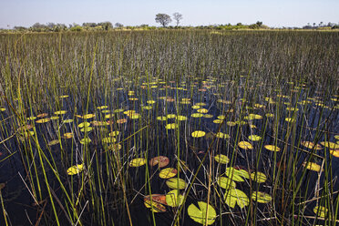 Seerosen, Okavango-Delta, Botswana - AURF02202