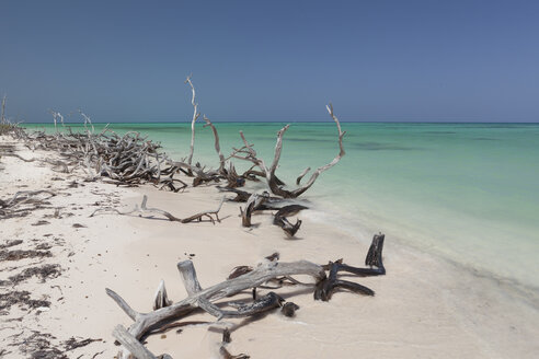 Tropischer Strand mit mangrovengebleichtem Wald in Playa Jutias, Kuba - AURF02253
