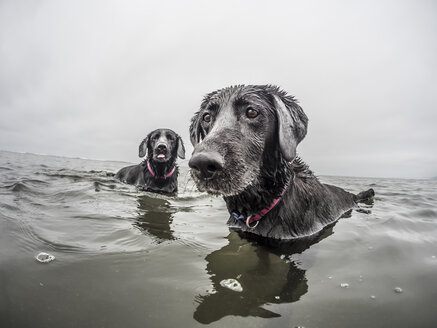 Two dogs play in the water. - AURF02266