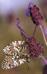 Der Harlekinfalter (Zerynthia rumina) ist eine Schmetterlingsart aus der Familie der Schwalbenschwänze (Lepidoptera ditrisio), die ihren Namen den Mustern und Farben ihrer Flügel verdankt, die an das Harlekin-Kostüm erinnern. - AURF02274