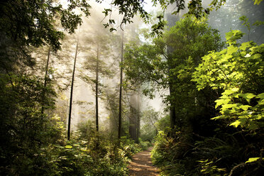 Redwood Forest - AURF02311