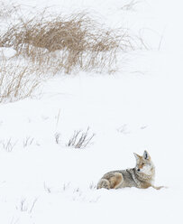 Coyote (Canis latrans) - AURF02329