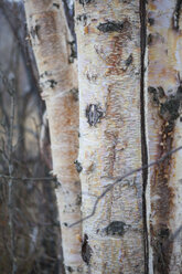 Detail der Rinde der Papierbirke (Betula papyrifera), Mirror Lake State Wayside Park, Chugiak, Alaska. - AURF02337