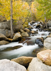 Aspen im Herbst und fließendes Wasser entlang des Bishop Creek, Bishop, Kalifornien - AURF02345