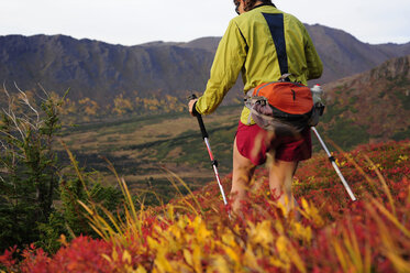 Wanderin auf dem Flattop Mountain Zug im Chugach State Park Anchorage, Alaska. - AURF02350