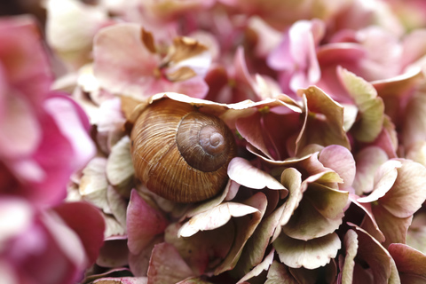 Schnecke auf Blütenblättern einer Hortensie, lizenzfreies Stockfoto