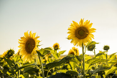 Sonnenblumenfeld bei Sonnenuntergang - ACPF00298