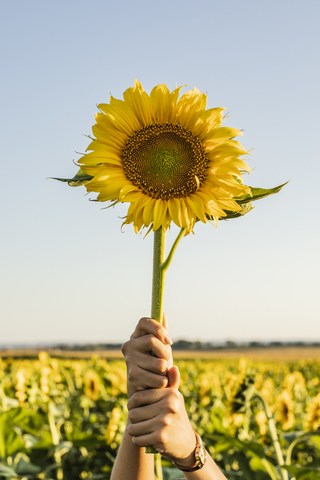 Hände einer Frau auf einem Feld, die eine Sonnenblume heben, lizenzfreies Stockfoto