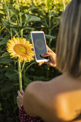 Close-up of woman in a field taking a picture of a sunflower with her smartphone - ACPF00302