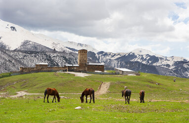 Georgia, Ushguli, Horses grazing in fron of Lamaria Church - WWF04342