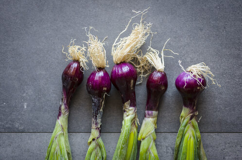 Row of five purple onions - RAMAF00015