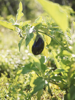 Eggplant on a field - RAMAF00044