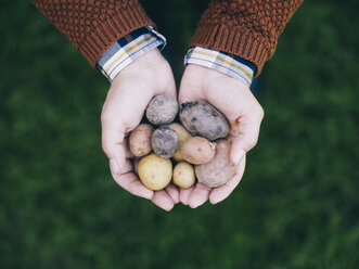 Frauenhände halten verschiedene Arten von kleinen Kartoffeln - RAMAF00066