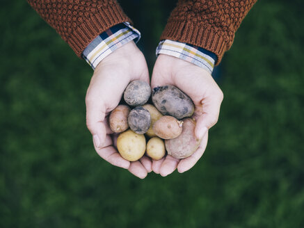 Woman's hands holding various sorts of small potatoes - RAMAF00066