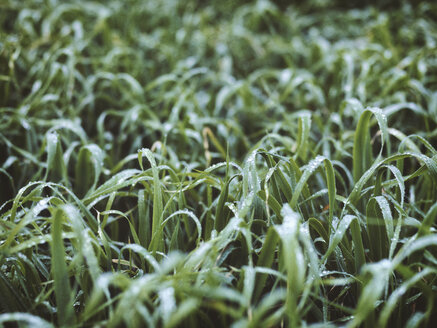 Meadow with dewdrops - RAMAF00116