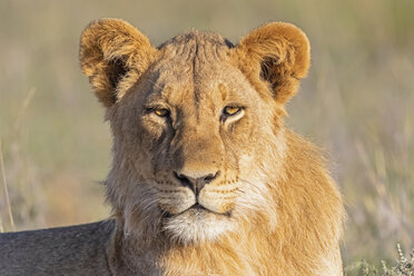 Botswana, Kgalagadi Transfrontier Park, Porträt eines jungen Löwen - FOF10221