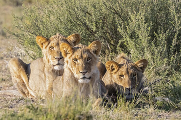 Botswana, Kgalagadi Transfrontier Park, Löwenrudel - FOF10222