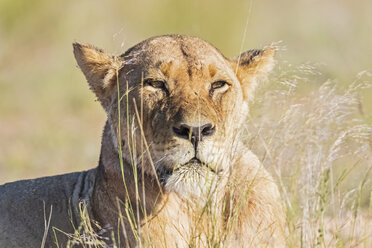 Botswana, Kgalagadi Transfrontier Park, Porträt einer Löwin - FOF10223