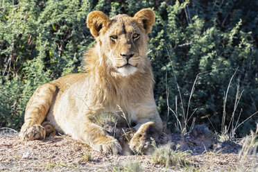 Botswana, Kgalagadi Transfrontier Park, Porträt eines jungen Löwen - FOF10224