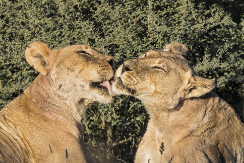 Botswana, Kgalagadi Transfrontier Park, pflegende Löwin - FOF10225