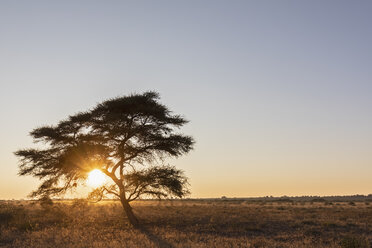 Afrika, Botswana, Zentral Kalahari Wildschutzgebiet, Schirmdorn-Akazie, Acacia tortilis bei Sonnenaufgang - FOF10232