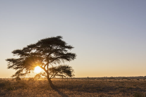 Afrika, Botswana, Zentral Kalahari Wildschutzgebiet, Schirmdorn-Akazie, Acacia tortilis bei Sonnenaufgang - FOF10232