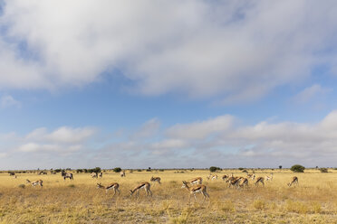 Botswana, Kalahari, Zentral Kalahari Wildschutzgebiet, Gemsböcke, Oryxgazellen - FOF10233