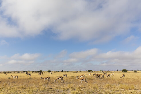 Botswana, Kalahari, Zentral Kalahari Wildschutzgebiet, Gemsböcke, Oryxgazellen - FOF10233