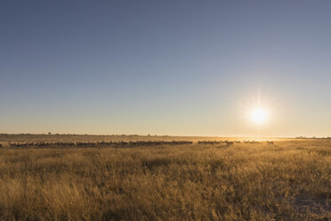 Botswana, Kalahari, Central Kalahari Game Reserve, - FOF10234
