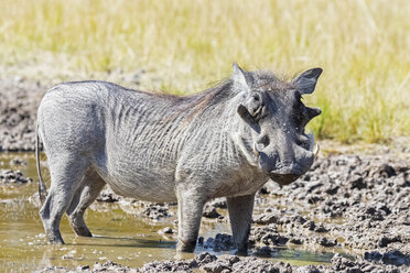 Botswana, Kalahari, Zentral Kalahari Wildschutzgebiet, Warzenschwein, Phacochoerus africanus - FOF10235