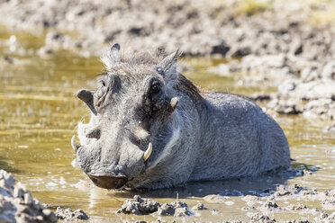 Botswana, Kalahari, Central Kalahari Game Reserve, Warthog, Phacochoerus africanus - FOF10236