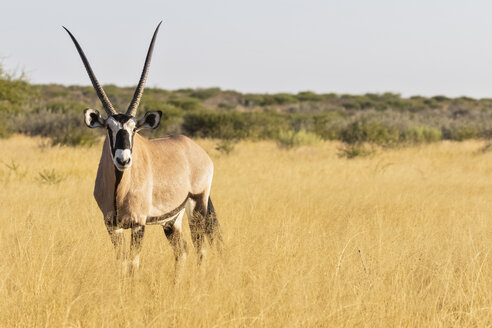 Botswana, Kalahari, Zentral Kalahari Wildschutzgebiet, Kudu, Tragelaphus strepsiceros - FOF10237