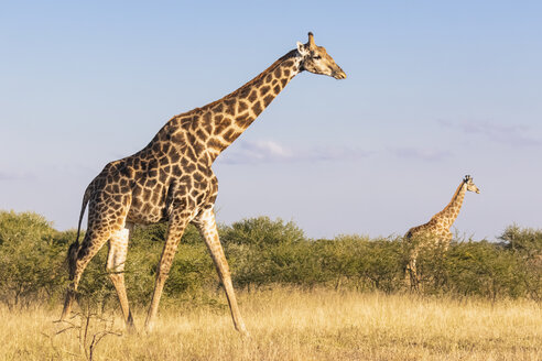 Botswana, Kalahari, Zentral Kalahari Wildschutzgebiet, Giraffen auf Wanderung, Giraffa camelopardalis - FOF10238