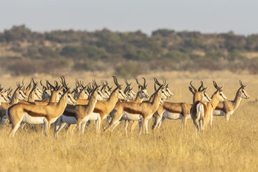 Botswana, Kalahari, Zentral Kalahari Wildreservat, - FOF10240