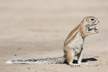 Botswana, Kalahari, Zentral Kalahari Wildschutzgebiet, Ungestreiftes Erdhörnchen, Xerus rutilus - FOF10244