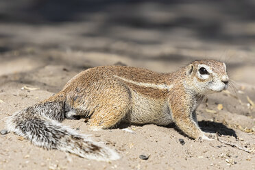 Botswana, Kalahari, Zentral Kalahari Wildschutzgebiet, Ungestreiftes Erdhörnchen, Xerus rutilus - FOF10245